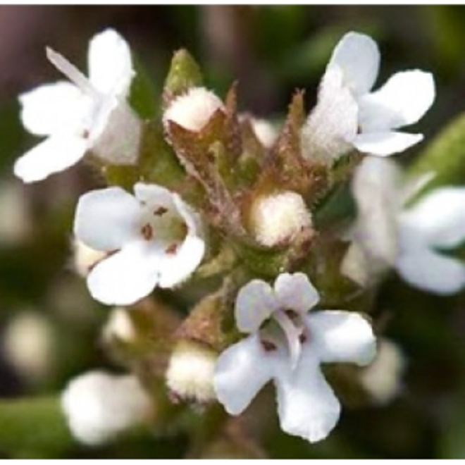 Thyme essential oil, certified organic image 0